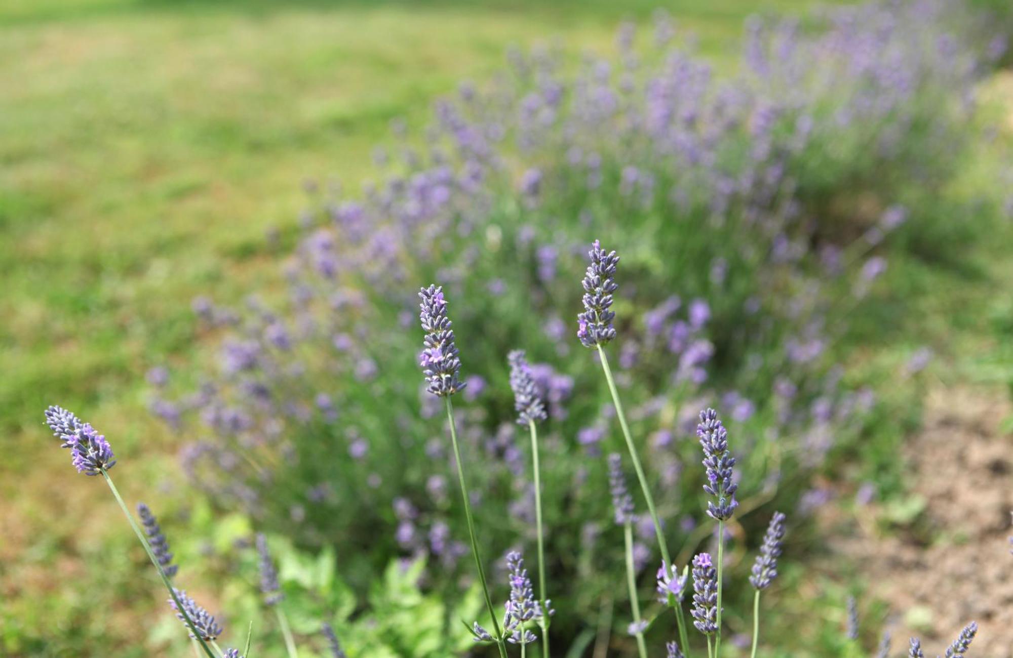 Une Maison, Un Jardin Berthenay ภายนอก รูปภาพ